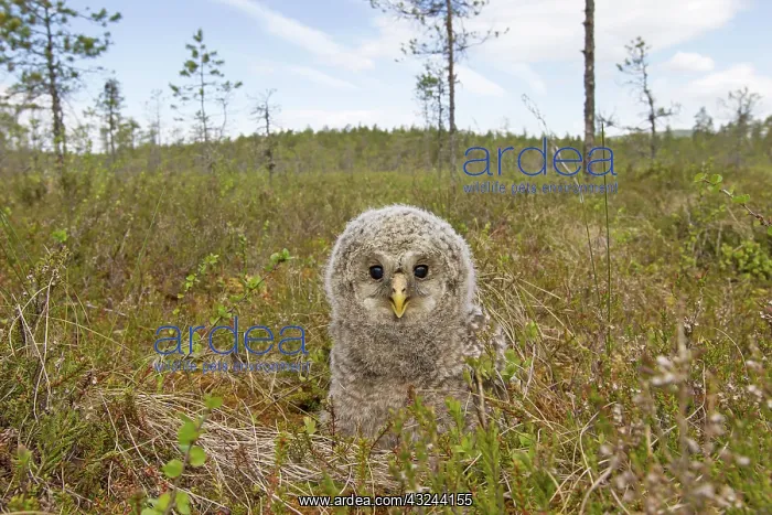  : Ural Owl young
