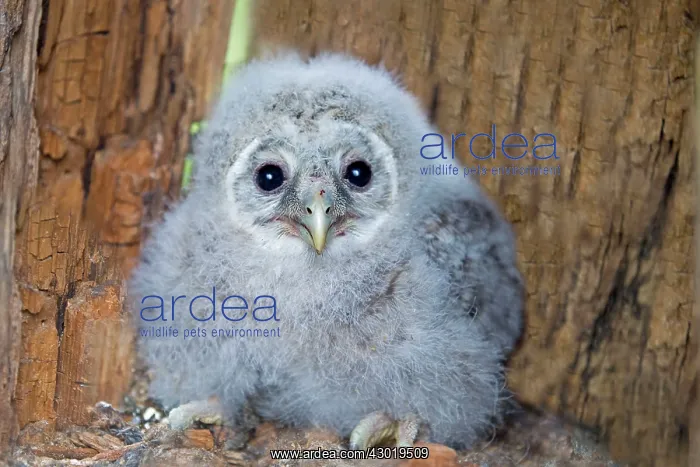 : Ural Owl young in the nest : Ural Owl young in the nest