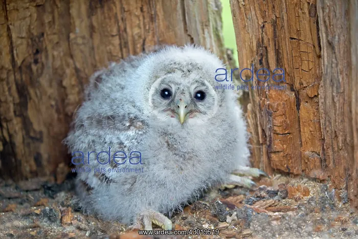 : Ural Owl young in the nest : Ural Owl young in the nest