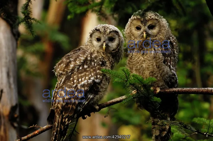 : Ural Owl - young ones : Ural Owl - young ones