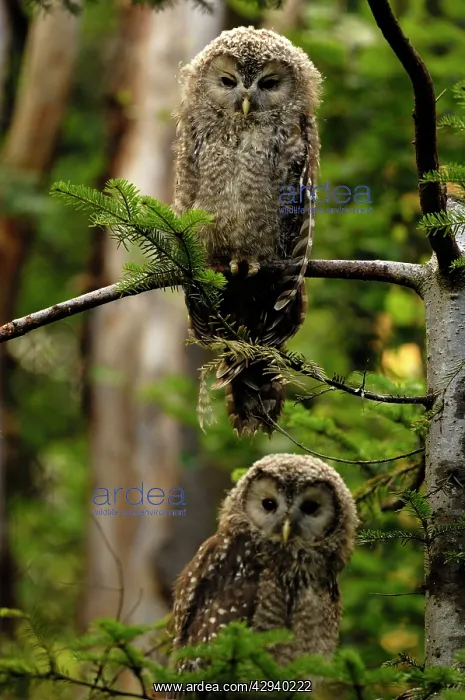: Ural Owl - young ones : Ural Owl - young ones