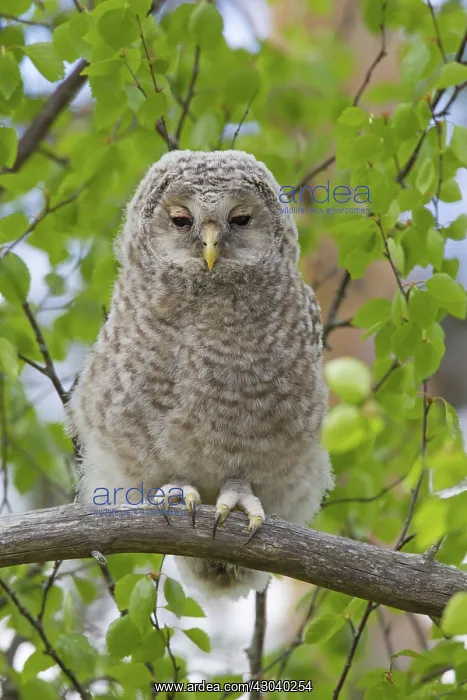  : Ural Owl young perched on branch