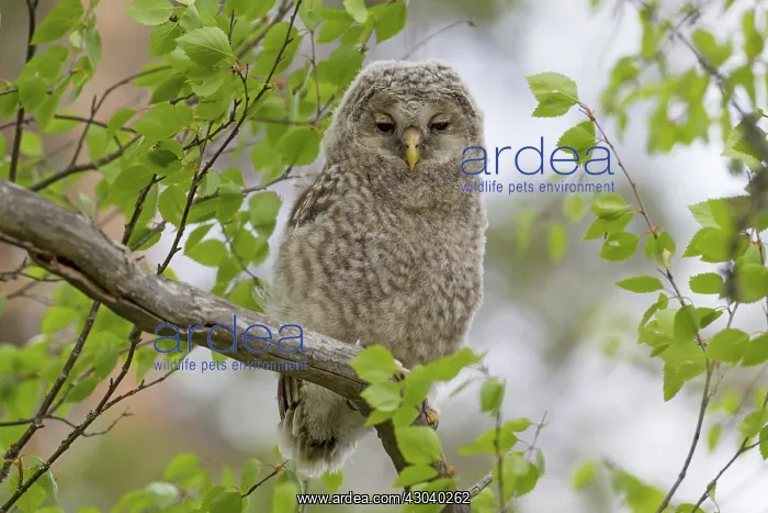  : Ural Owl young perched on branch