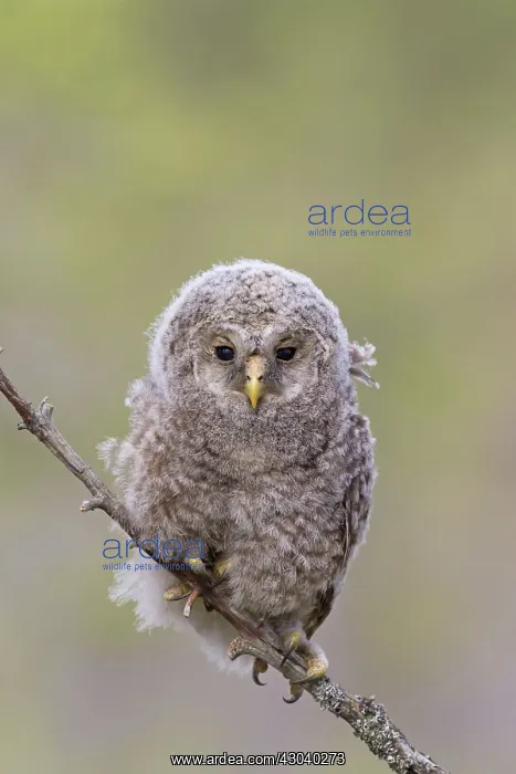  : Ural Owl young perched on branch