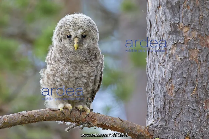  : Ural Owl young perched on branch