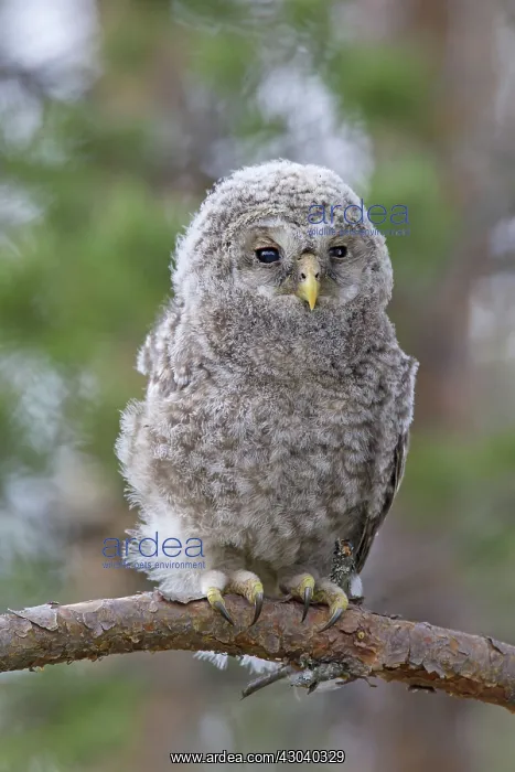  : Ural Owl young perched on branch