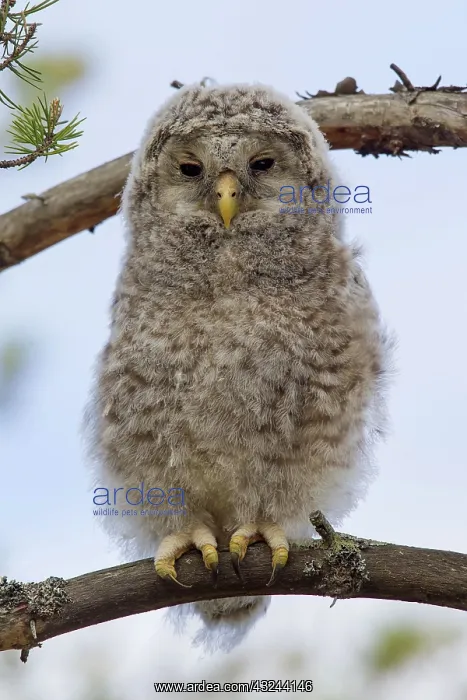  : Ural Owl young perched on branch