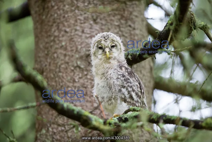 : Ural Owl young perched on branch just after leaving nest : Ural Owl young perched on branch just after leaving nest
