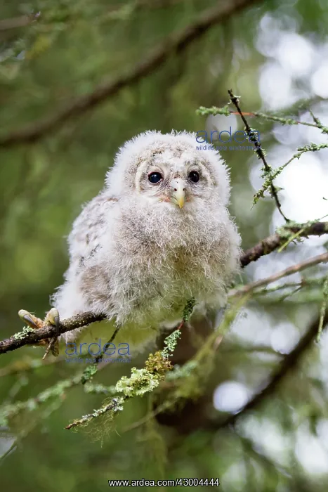 : Ural Owl young perched on branch just after leaving nest : Ural Owl young perched on branch just after leaving nest