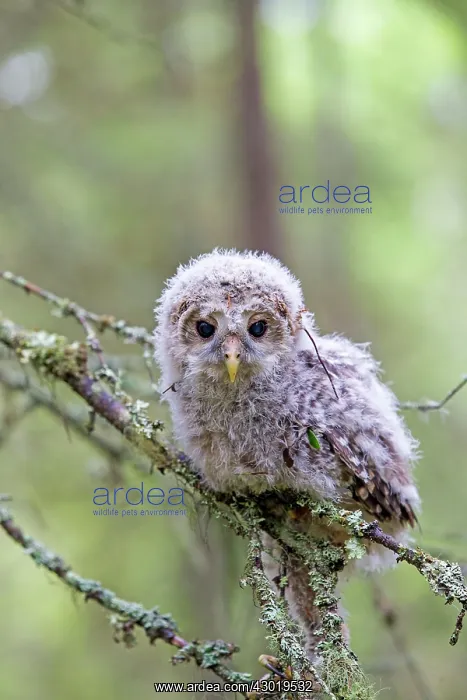 : Ural Owl young perched on branch just after leaving nest : Ural Owl young perched on branch just after leaving nest