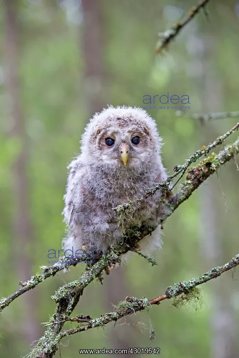 : Ural Owl young perched on branch just after leaving nest : Ural Owl young perched on branch just after leaving nest