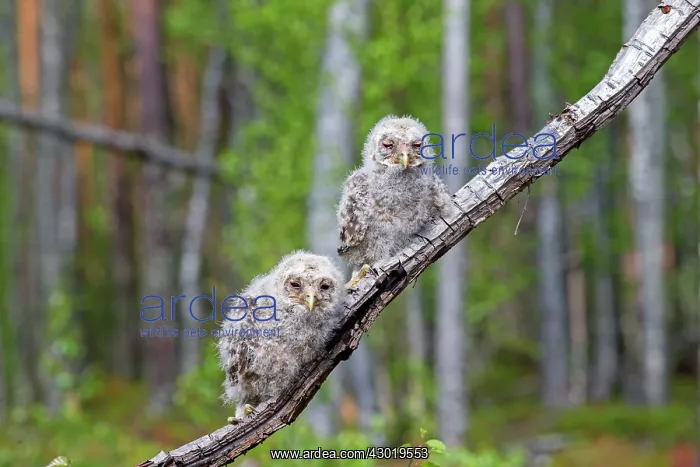 : Ural Owl young perched on branch just after leaving nest : Ural Owl young perched on branch just after leaving nest