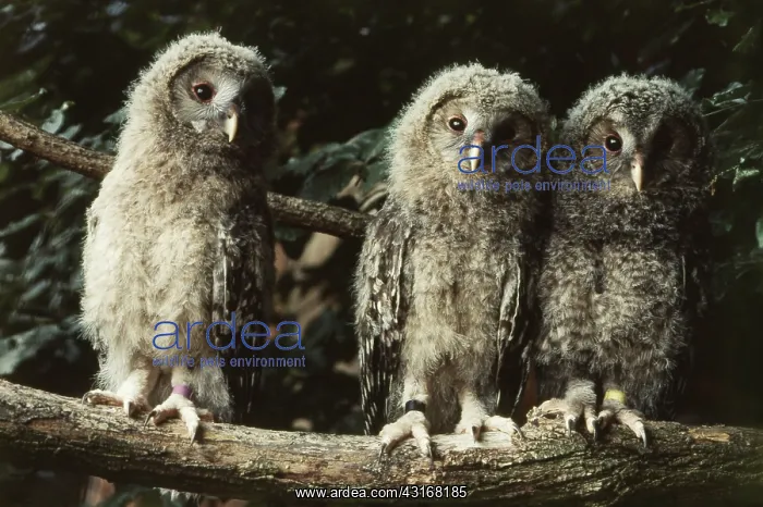 : Ural Owlets : Ural Owlets