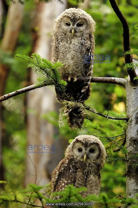 : Ural owls - two young : Ural owls - two young