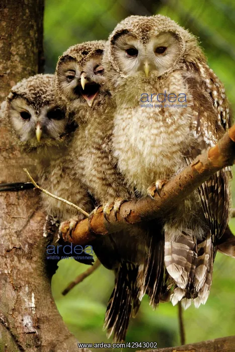 : Ural owls - three young on branch : Ural owls - three young on branch