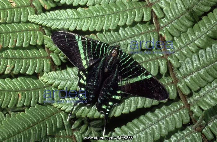: Urania Moth : Urania Moth