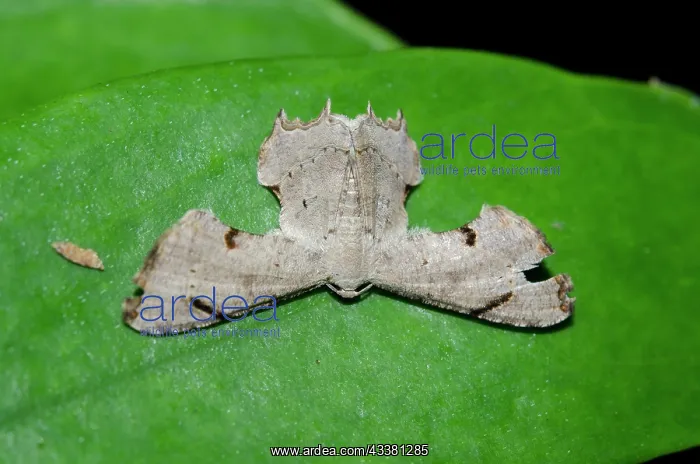 : Urania Moth : Urania Moth