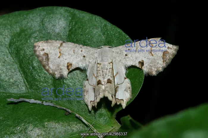 : Urania Moth on leaf - Klungkung, Bali, Indonesia : Urania Moth on leaf - Klungkung, Bali, Indonesia