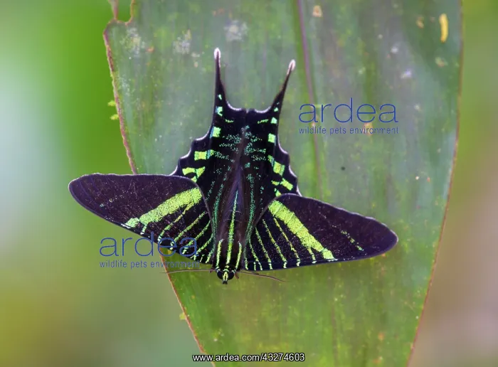 : Urania swallowtail moth (Urania fulgens), Drake : Urania swallowtail moth (Urania fulgens), Drake