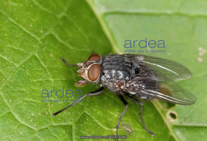 : Urban Bluebottle Blowfly - in autumn on leaf - one : Urban Bluebottle Blowfly - in autumn on leaf - one