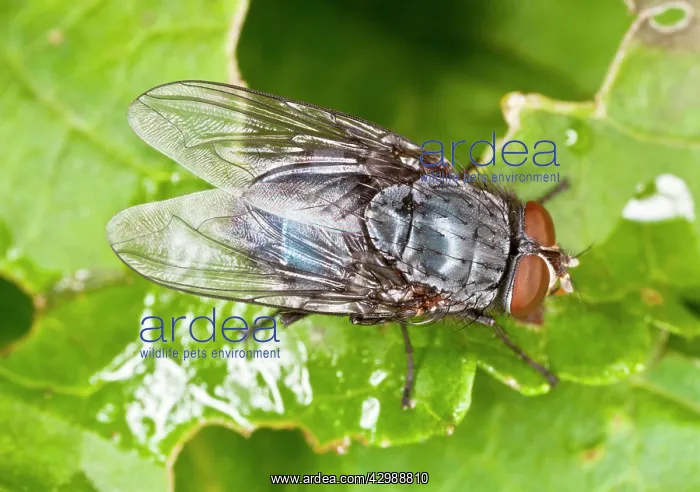 : Urban Bluebottle Blowfly. on leaf in autumn : Urban Bluebottle Blowfly. on leaf in autumn