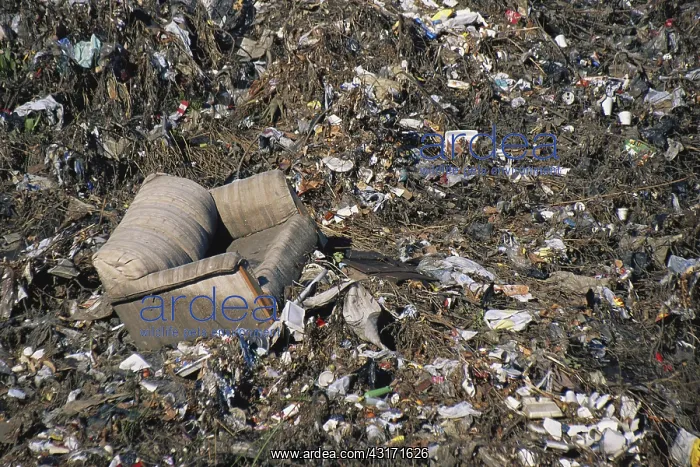 : Urban Dump : Urban Dump