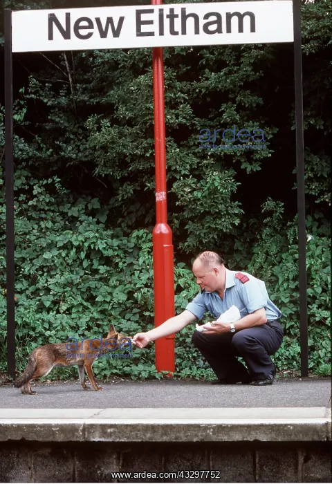 : URBAN FOX - At railway station, being hand fed by man : URBAN FOX - At railway station, being hand fed by man