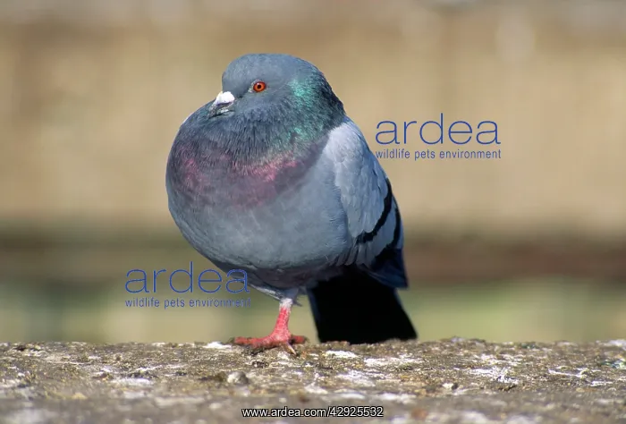 : Urban Pigeon - with only one leg : Urban Pigeon - with only one leg