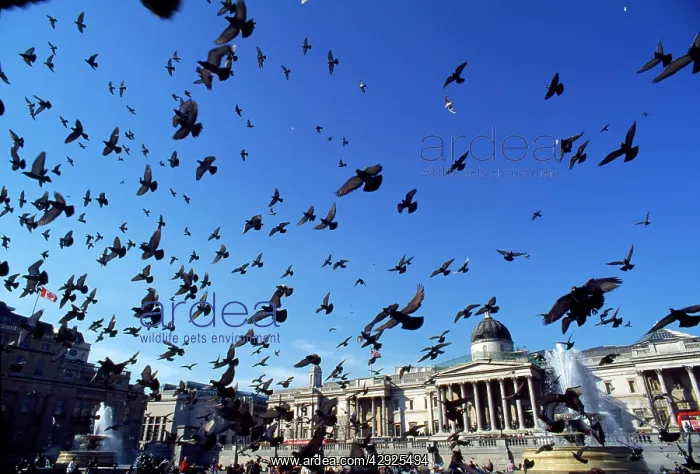 : Urban Pigeons - flock in Trafalgar Square : Urban Pigeons - flock in Trafalgar Square