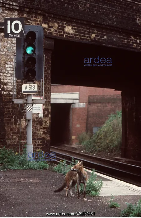 : URBAN Red FOX - on railway platform : URBAN Red FOX - on railway platform