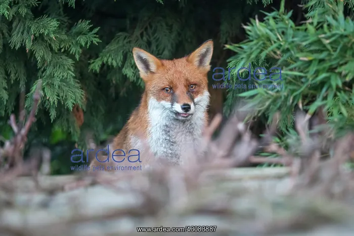 : Urban Red Fox (Vulpes vulpes )sitting under cover of a tree : Urban Red Fox (Vulpes vulpes )sitting under cover of a tree