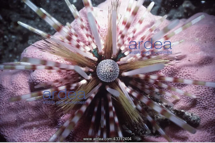 : URCHIN : URCHIN