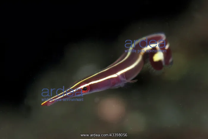 : Urchin Clingfish : Urchin Clingfish