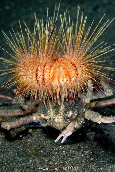: Urchin Crab carrying False Fire Urchin : Urchin Crab carrying False Fire Urchin