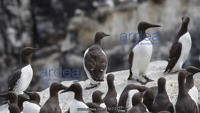 : Uria aalge, united kingdom : Uria aalge, united kingdom