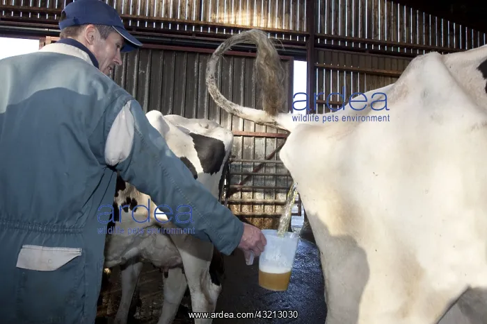 : Urine sample for analysis of a Cow France : Urine sample for analysis of a Cow France
