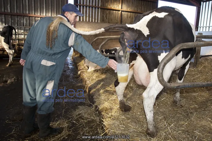 : Urine sample for analysis of a Cow France : Urine sample for analysis of a Cow France