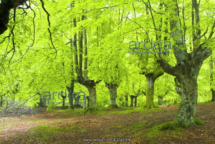 : Urkiola Natural Park. Beech forest. Biscay : Urkiola Natural Park. Beech forest. Biscay