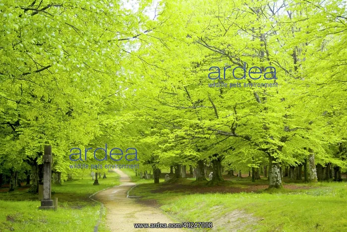 : Urkiola Natural Park. Beech forest. Biscay : Urkiola Natural Park. Beech forest. Biscay