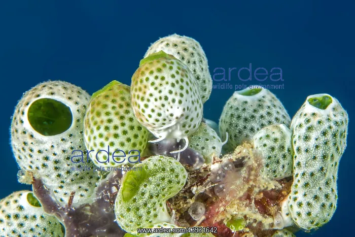 : Urn ascidian (Atriolum robustum), Bangka Island : Urn ascidian (Atriolum robustum), Bangka Island