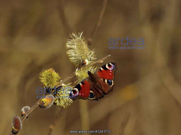  : uropean Peacock butterfly