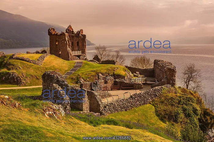 : Urquhart Castle - historic castle located high above : Urquhart Castle - historic castle located high above
