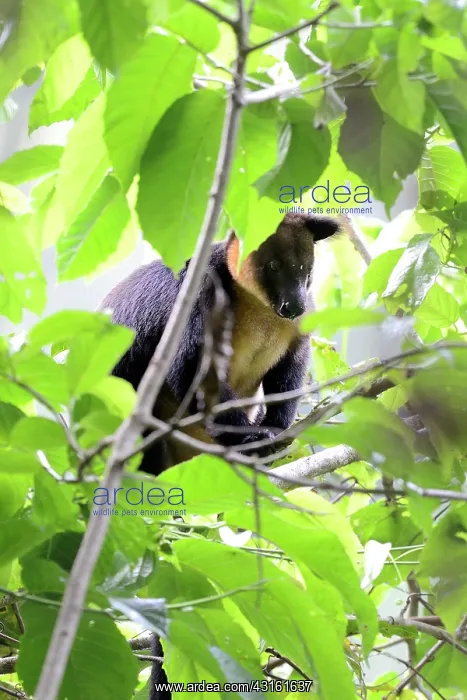 : Ursine Tree-kangaroo : Ursine Tree-kangaroo