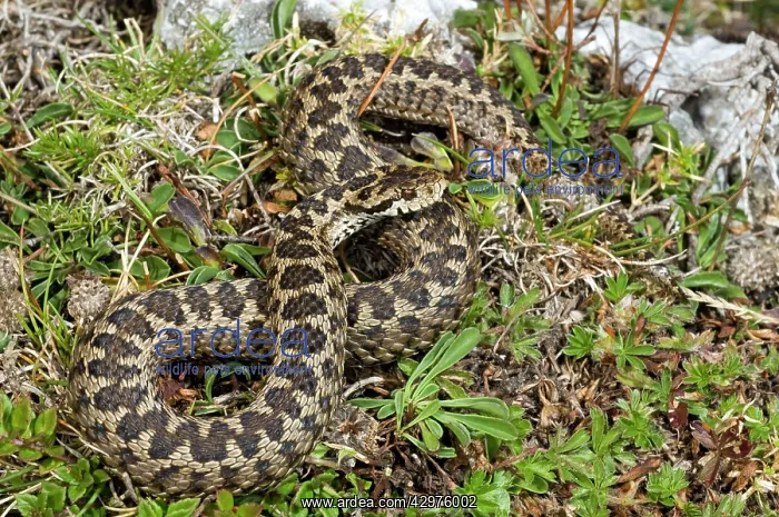 : Ursini's viper : Ursini's viper
