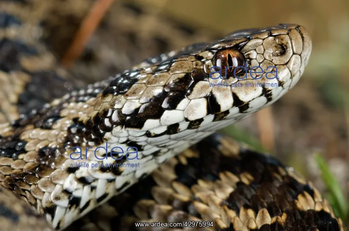 : Ursini's viper - male : Ursini's viper - male