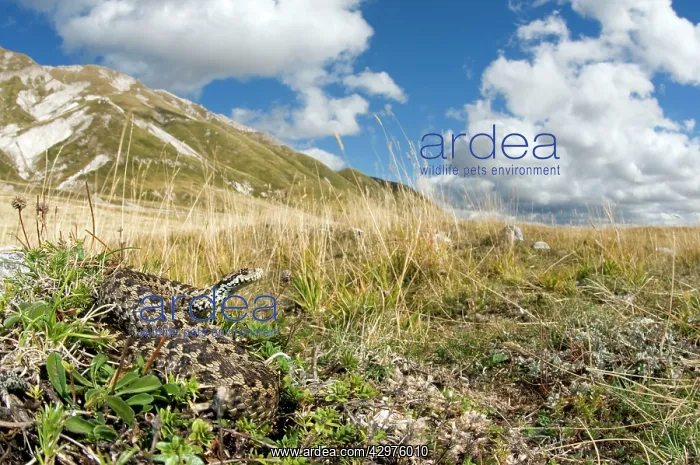  : Ursini's viper - male in apennines habitat