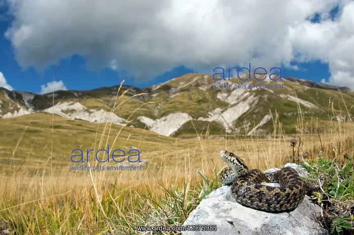 : Ursini's viper - male in habitat : Ursini's viper - male in habitat