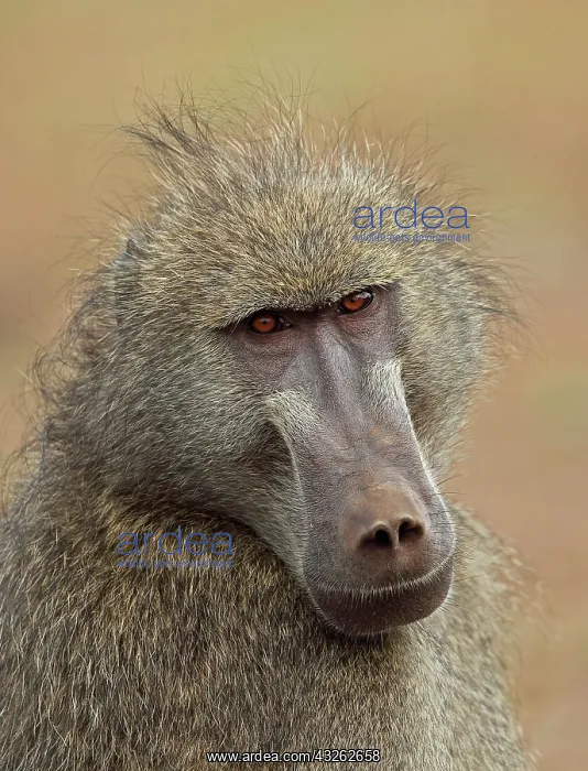 : Ursinus (Hamadryas) ursinus, bear baboon, chacma : Ursinus (Hamadryas) ursinus, bear baboon, chacma