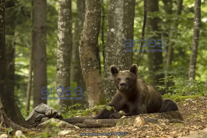 : Ursus arctos, slovenia : Ursus arctos, slovenia
