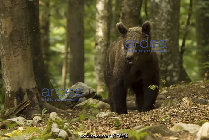 : Ursus arctos, slovenia : Ursus arctos, slovenia